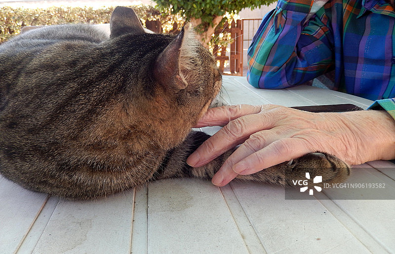 虎斑猫享受主人的呵护图片素材