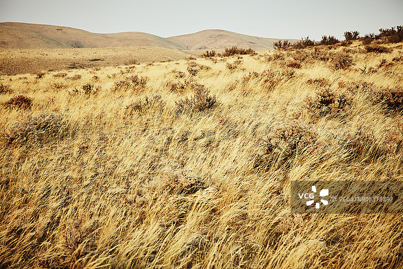 背景中的鼠尾草、草地和沙漠山丘图片素材