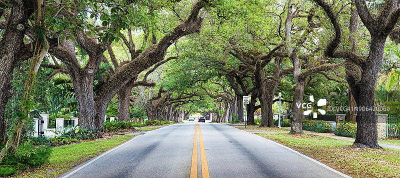 迈阿密珊瑚阁林荫街道全景图片素材