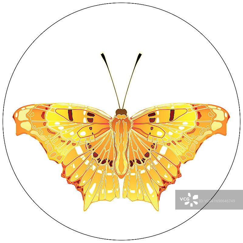 昆虫设计15图片素材