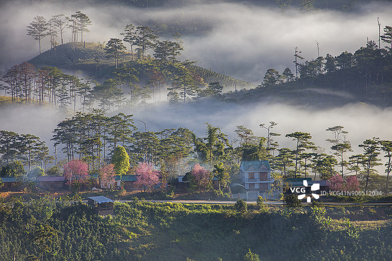 樱花盛开的朦胧春日村庄图片素材