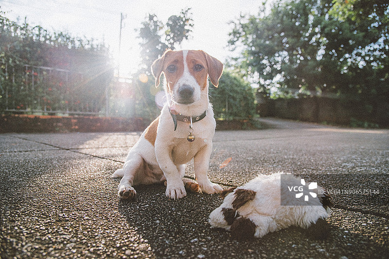 小杰克罗素梗看着相机图片素材