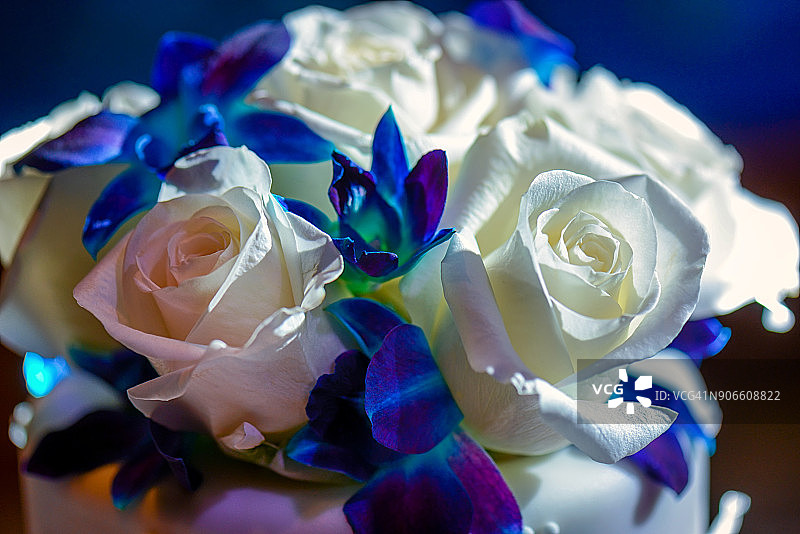 蓝色花朵簇拥的白色玫瑰图片素材