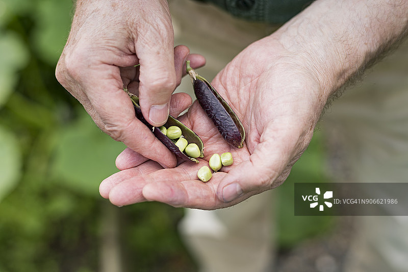男人在自家菜园采摘新鲜豌豆图片素材