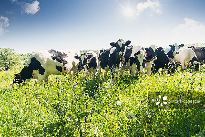 夏季牛群特写图片素材