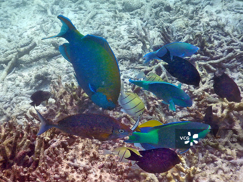 马尔代夫珊瑚礁上的彩色热带鱼图片素材