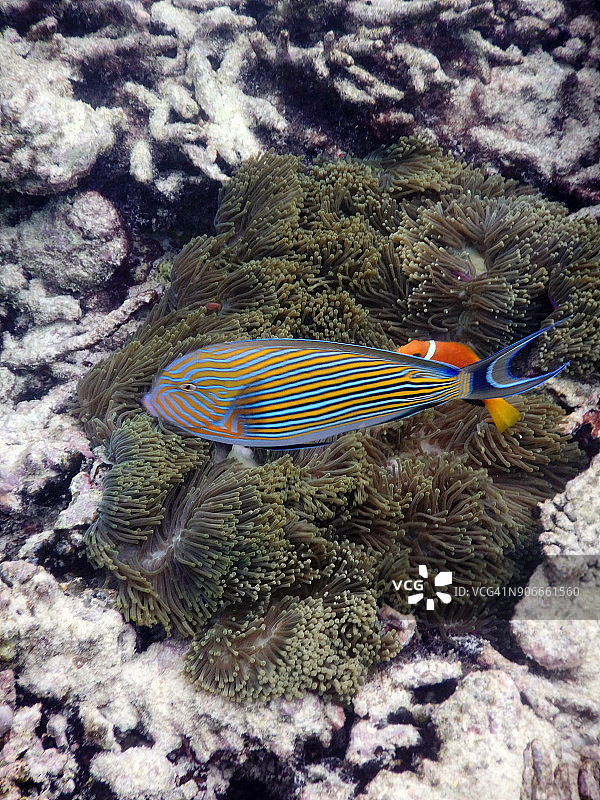 线纹刺尾鱼图片素材