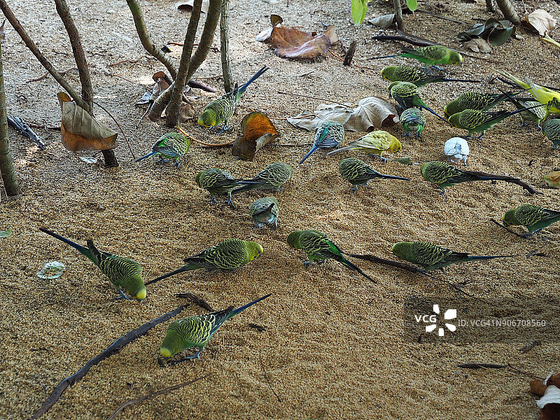 虎皮鹦鹉（Melopsittacus undulatus）图片素材