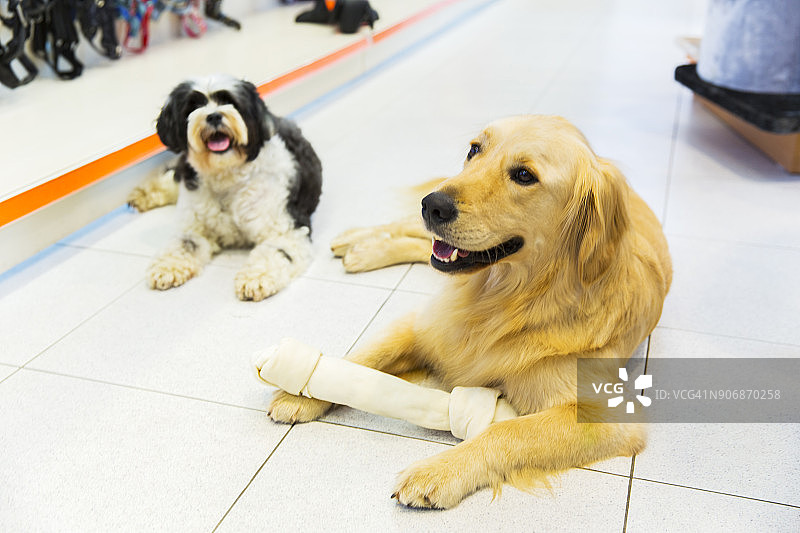 宠物店里可爱的金毛寻回犬和藏獒图片素材