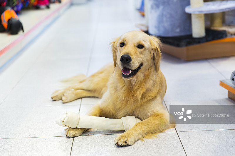 宠物店里可爱的金毛寻回犬和藏獒图片素材