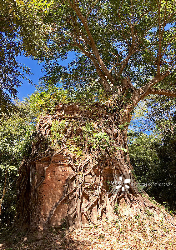 砖砌寺庙遗址上的榕树，柬埔寨三波坡雷库图片素材