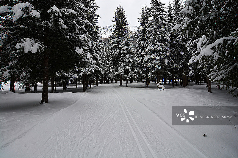白雪覆盖的森林中越野滑雪图片素材