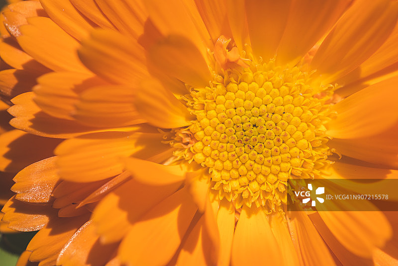 盛开的雏菊图片素材