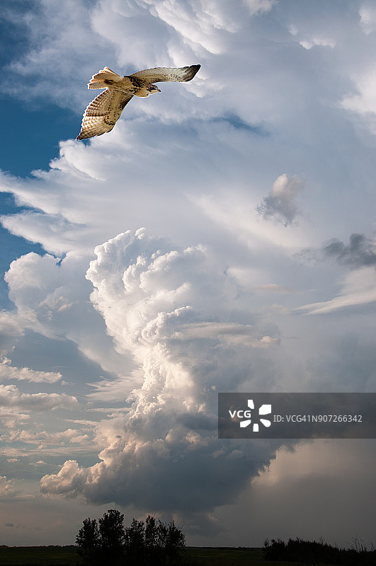 斯温森氏鹰与夏日风暴图片素材