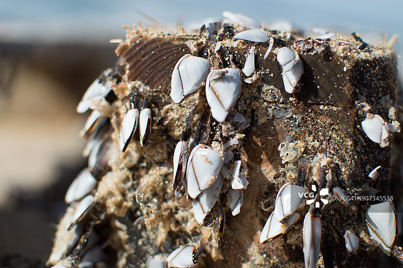 托盘上生长的藤壶图片素材