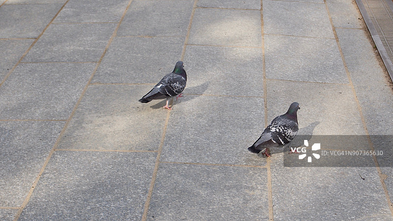 两只鸽子图片素材