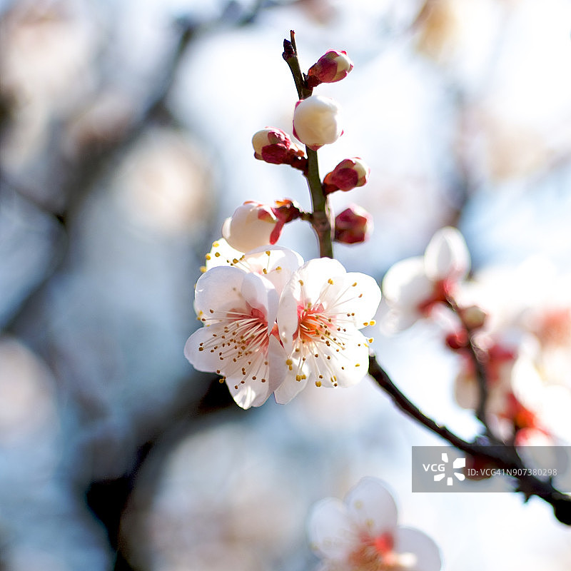 冬季花卉图片素材