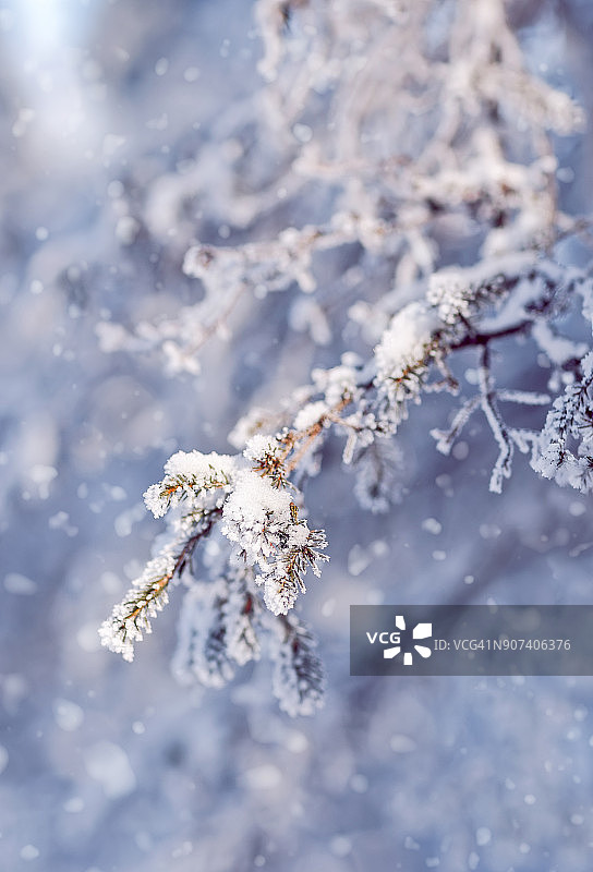 被雪覆盖的云杉树枝：冬季自然风光图片素材