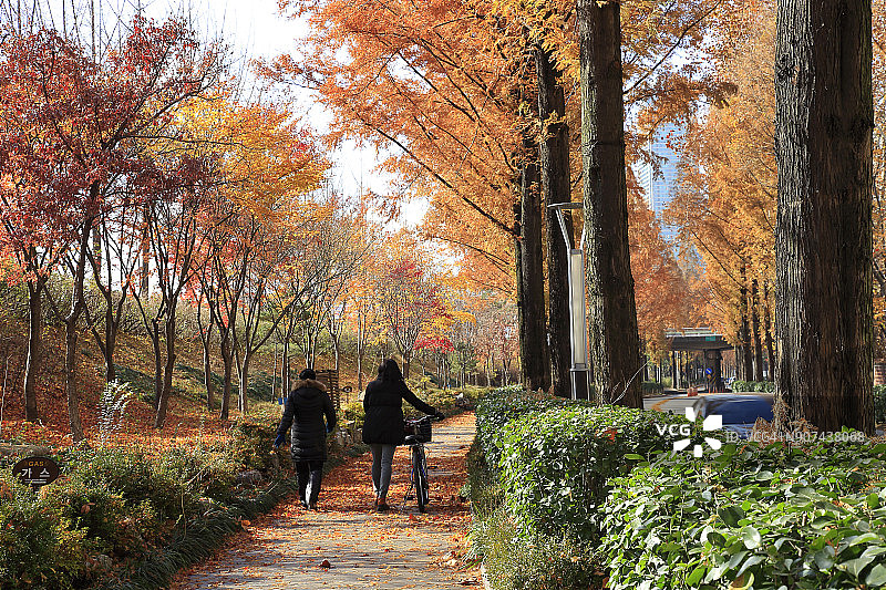 江南的清晨秋景图片素材