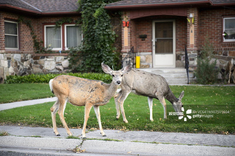 花园里吃草的两只鹿图片素材