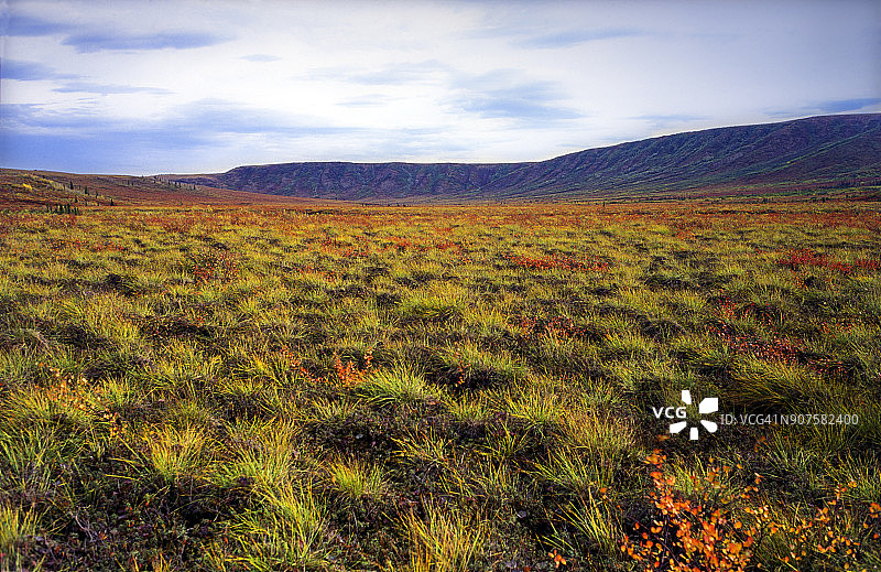 8月北极秋季期间改变颜色的苔原-加拿大育空地区墓碑山图片素材