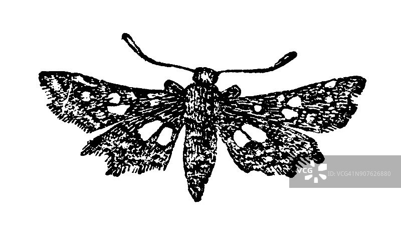 窗蛾是避债蛾科的一种蛾图片素材