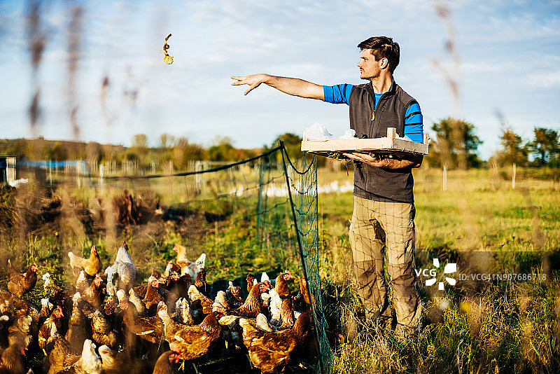 城市农场主在散养围栏里给鸡喂食图片素材