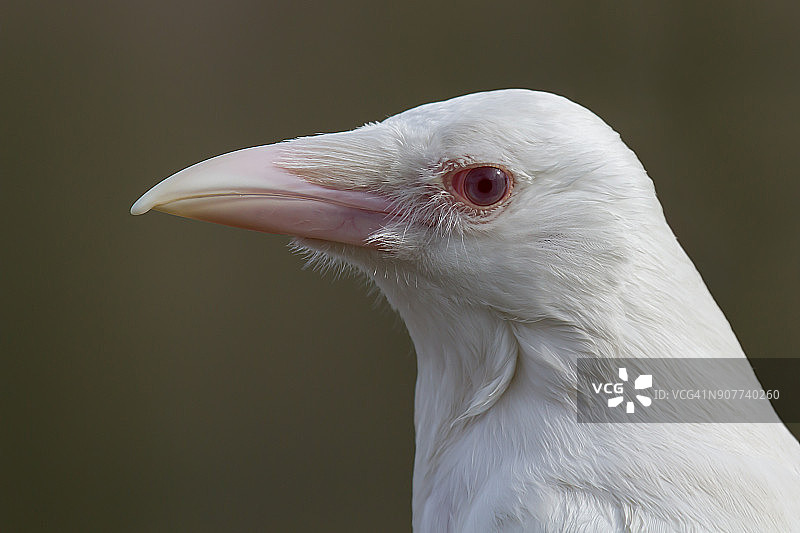 罕见的白化乌鸦图片素材