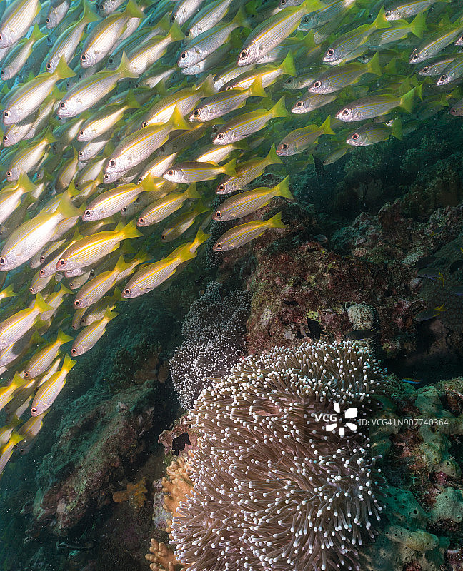 健康的珊瑚礁和热带鲷鱼群的水下图像图片素材