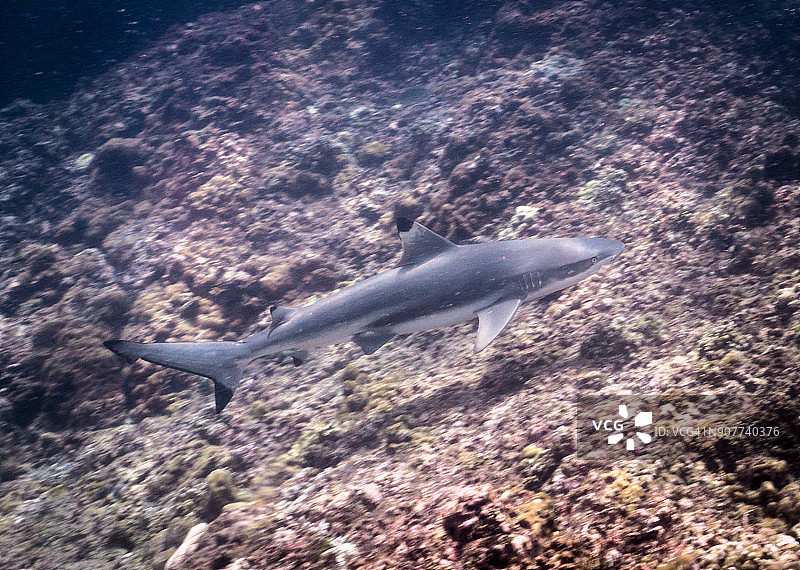 近距离拍摄的黑鳍礁鲨（Carcharhinus melanopterus）水下影像图片素材