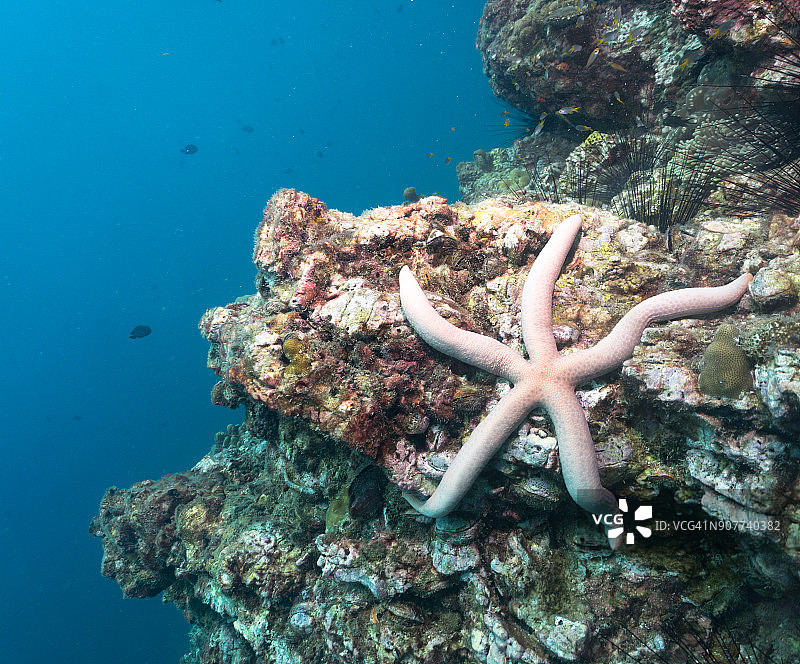 珊瑚礁上与珊瑚白化的海星（Linckia laevigata）图片素材