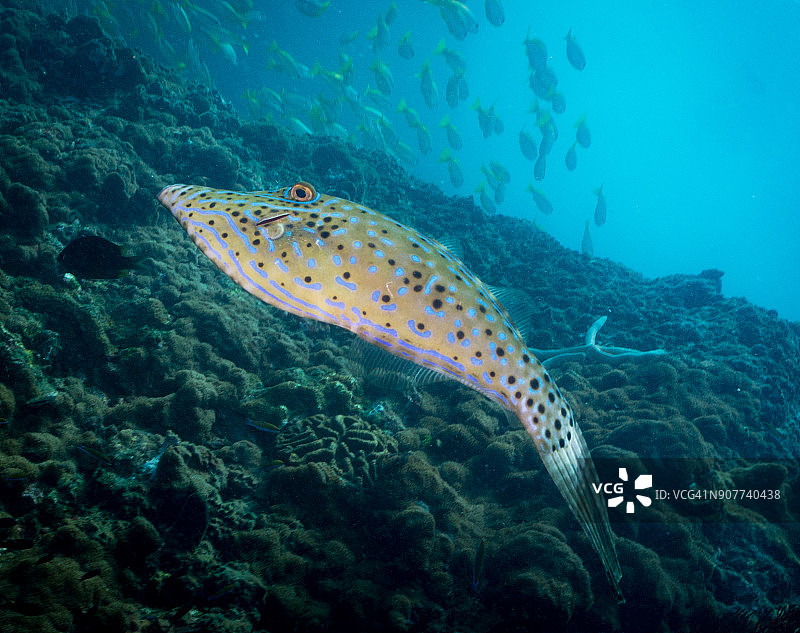 硬珊瑚礁上涂写丝鲹（Aluterus scriptus）的水下照片图片素材