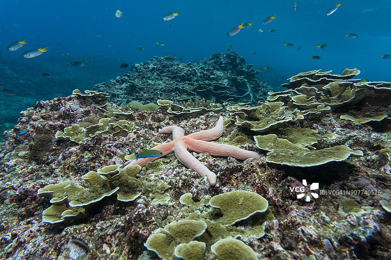 珊瑚礁上与珊瑚白化的海星（Linckia laevigata）图片素材