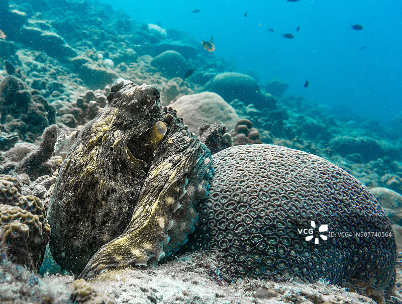 珊瑚礁上伪装的蓝章鱼水下图像图片素材