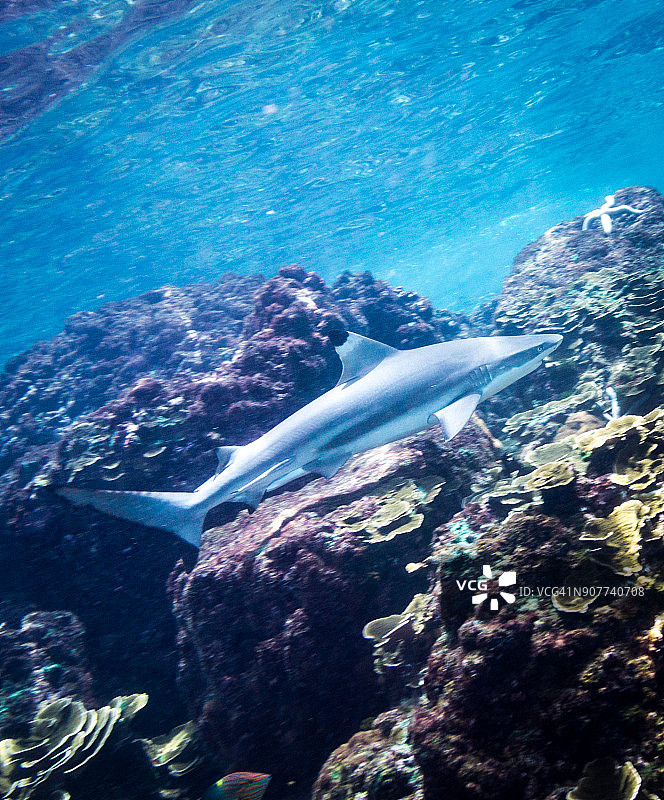 近距离拍摄的黑鳍礁鲨（Carcharhinus melanopterus）水下影像图片素材