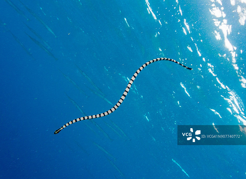 海蛇影像图片素材