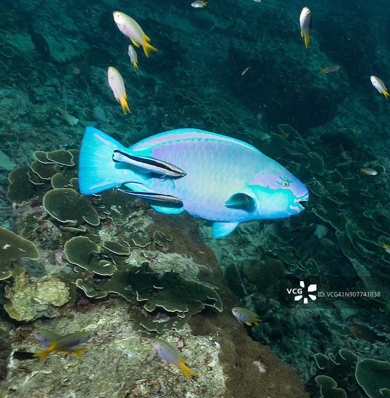 隆头鱼清洁黑鹦嘴鱼水下照片图片素材