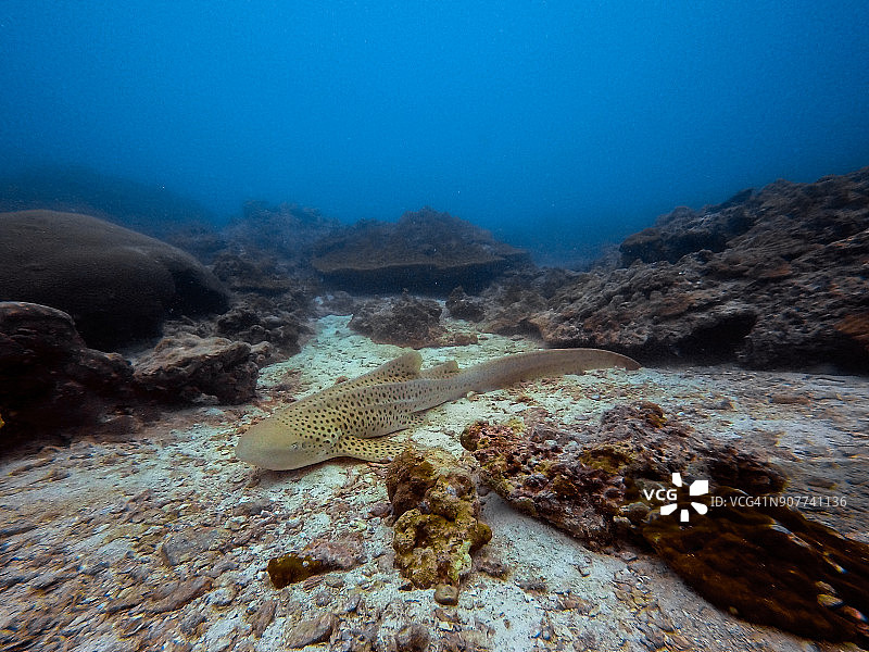 濒危物种斑纹异齿鲛水下影像图片素材