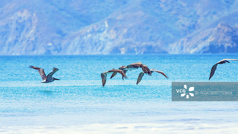 褐鹈鹕飞越海洋图片素材