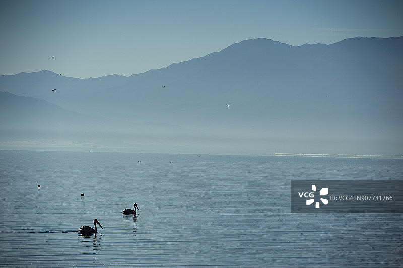 索尔顿海上的两只鹈鹕图片素材