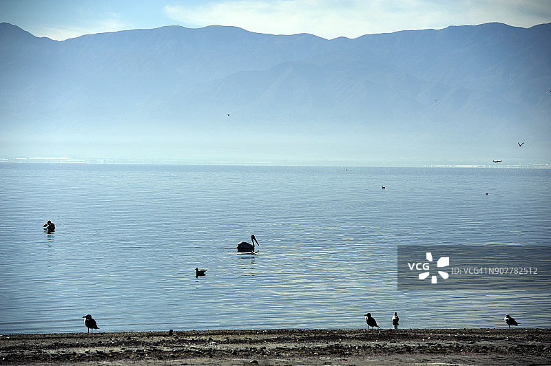 索尔顿海上的鸟图片素材