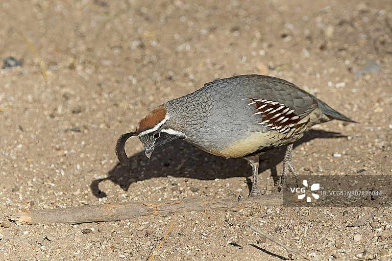 索尔顿海保护区的鹌鹑图片素材