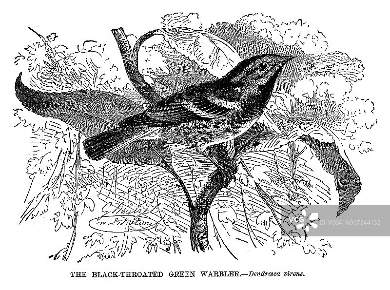 黑喉绿森莺图片素材