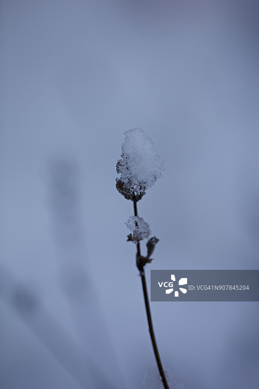 植物茎上的冰雪图片素材