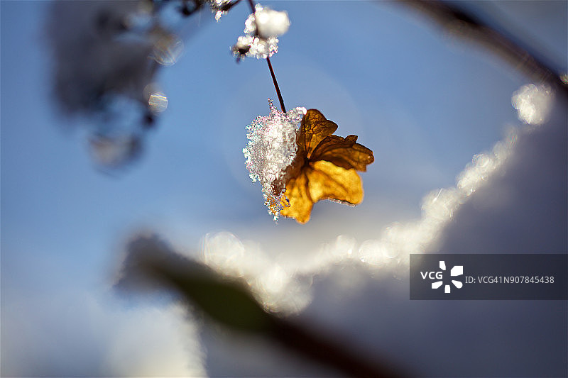 冰雪中的悬挂树叶图片素材