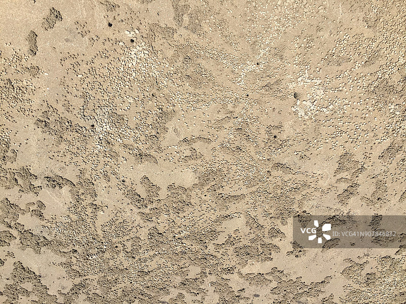 沙滩蠕虫图片素材