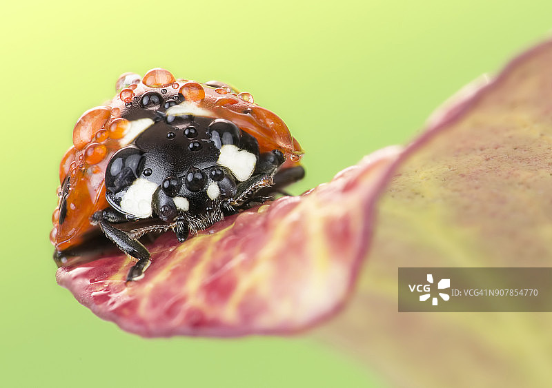 湿漉漉的瓢虫特写图片素材