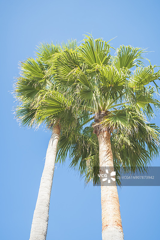 晴空下的棕榈树图片素材