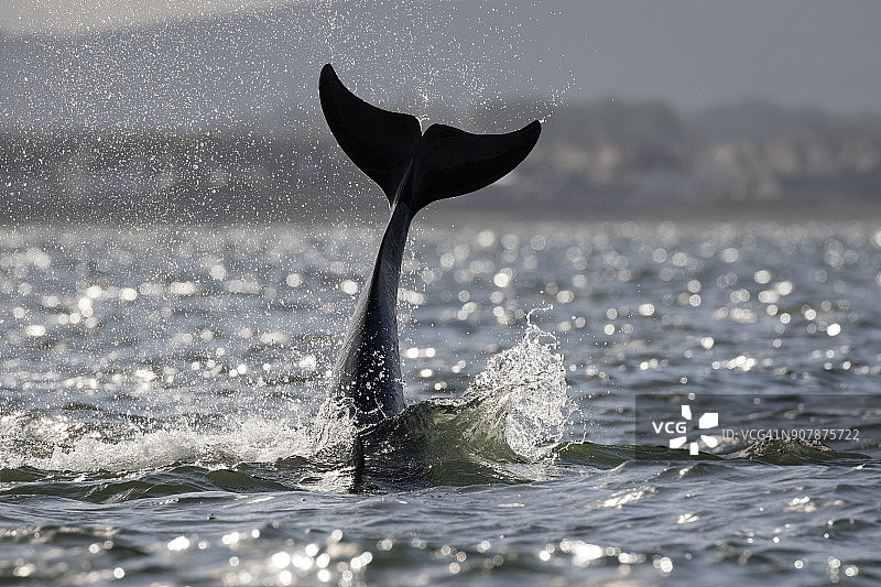 大西洋瓶鼻海豚的尾巴图片素材