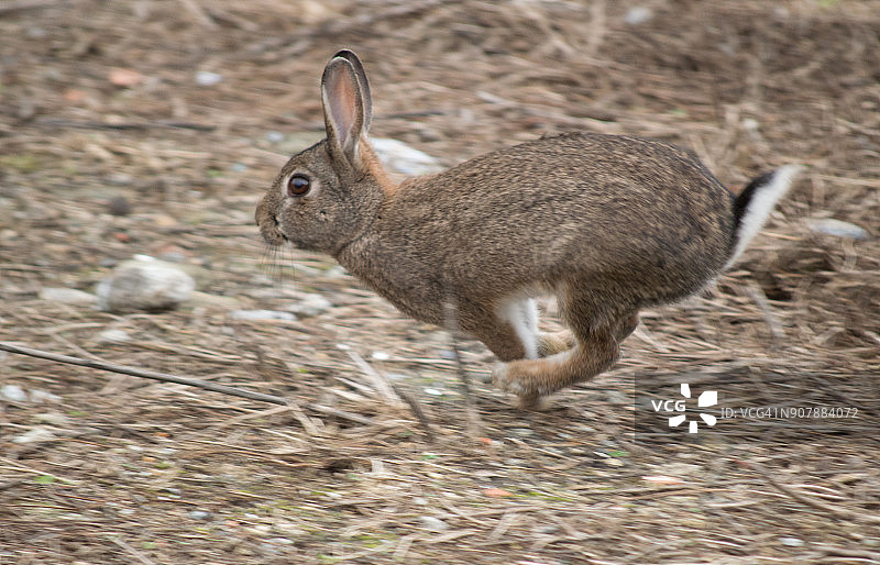 奔跑的兔子图片素材